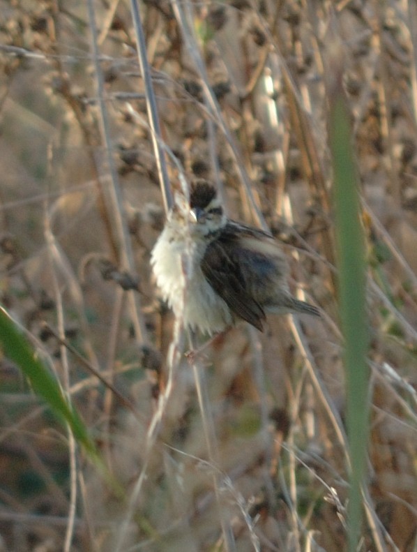 Yellow-crowned Bishop - ML36179321