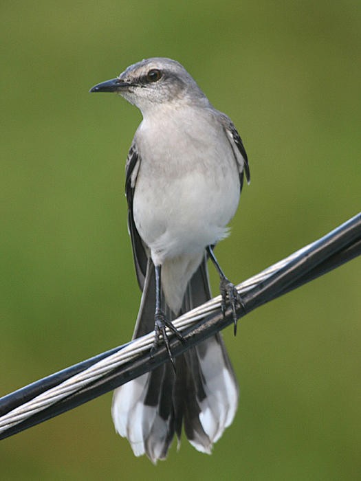 Tropical Mockingbird - ML36179341