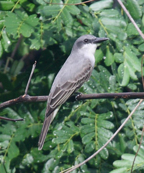 Gray Kingbird - ML36179381