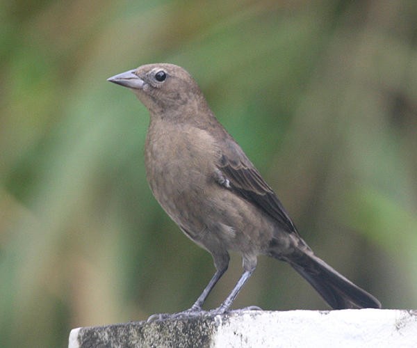 Shiny Cowbird - ML36179431