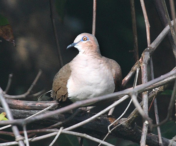 White-tipped Dove - ML36179481