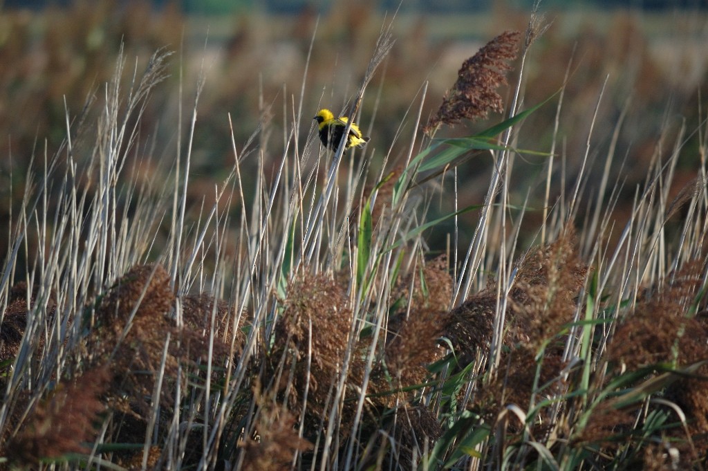 Yellow-crowned Bishop - ML36179511