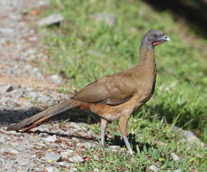 Rufous-vented Chachalaca - ML36179541