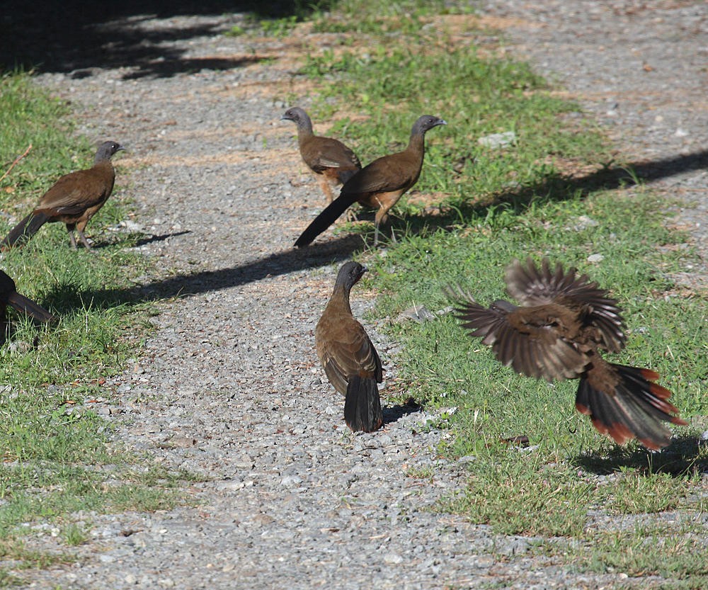 Rufous-vented Chachalaca - ML36179561