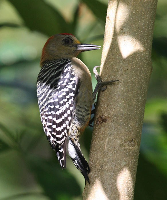 Red-crowned Woodpecker - ML36179671