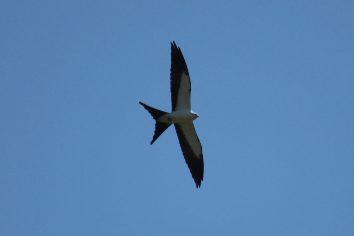 Swallow-tailed Kite - ML361796781