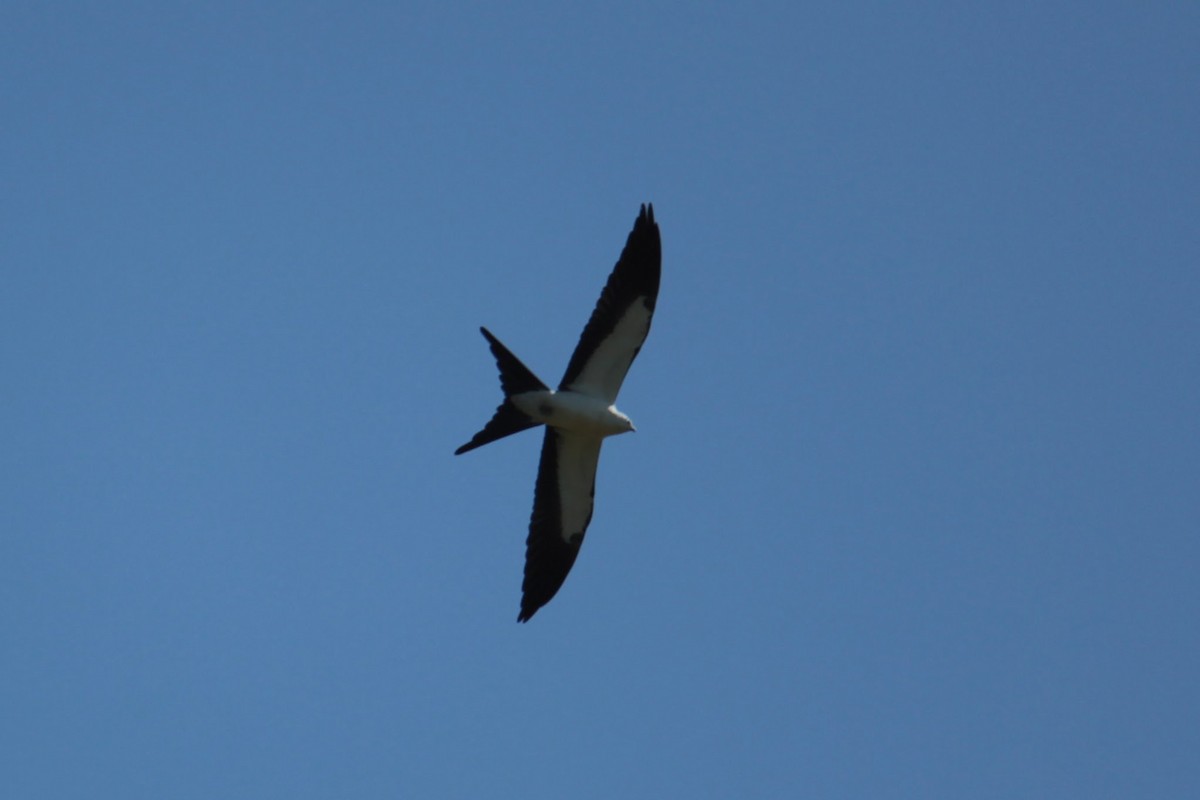 Swallow-tailed Kite - ML361796791