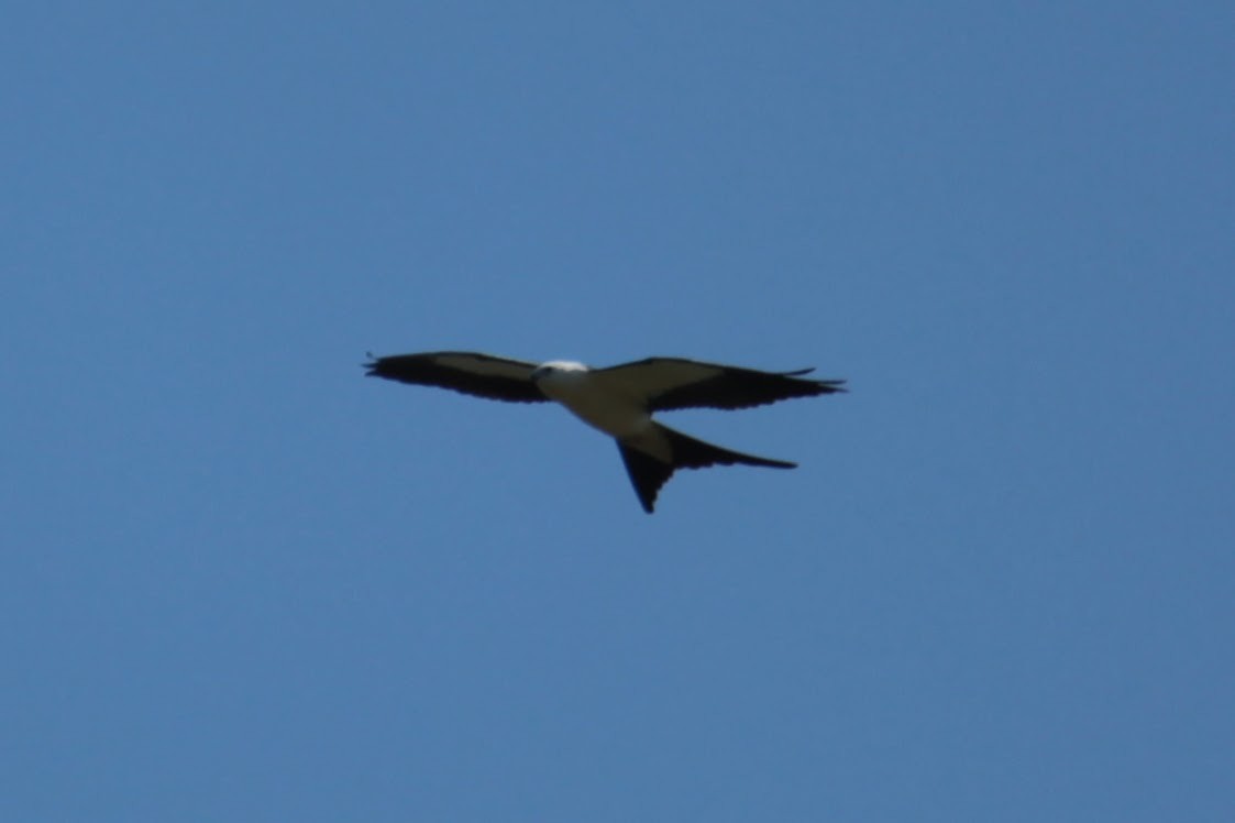 Swallow-tailed Kite - ML361796801