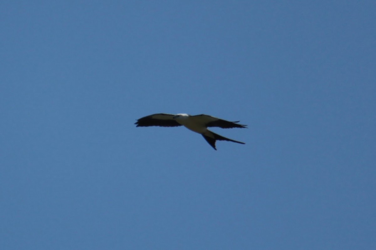 Swallow-tailed Kite - ML361796811