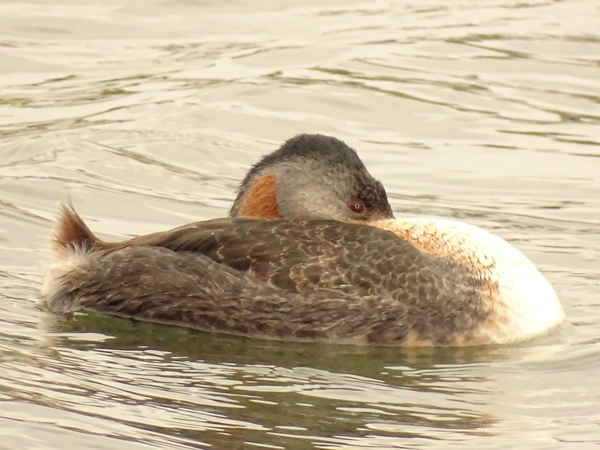 Great Grebe - ML361797191