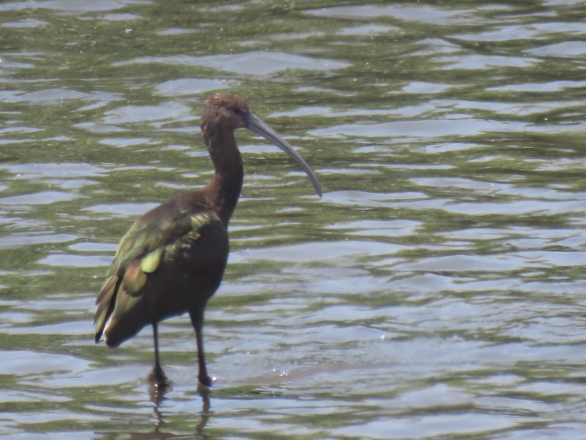 White-faced Ibis - ML361797801