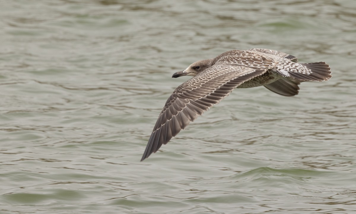 Gaviota Californiana - ML361798011