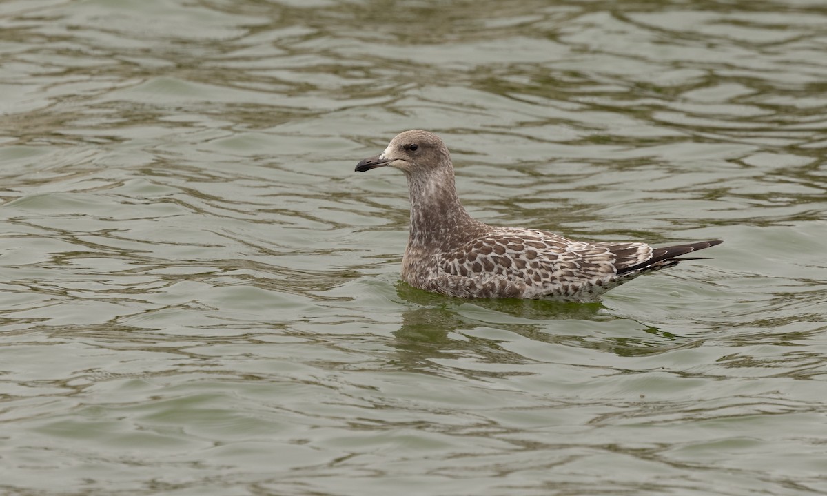 Gaviota Californiana - ML361798051