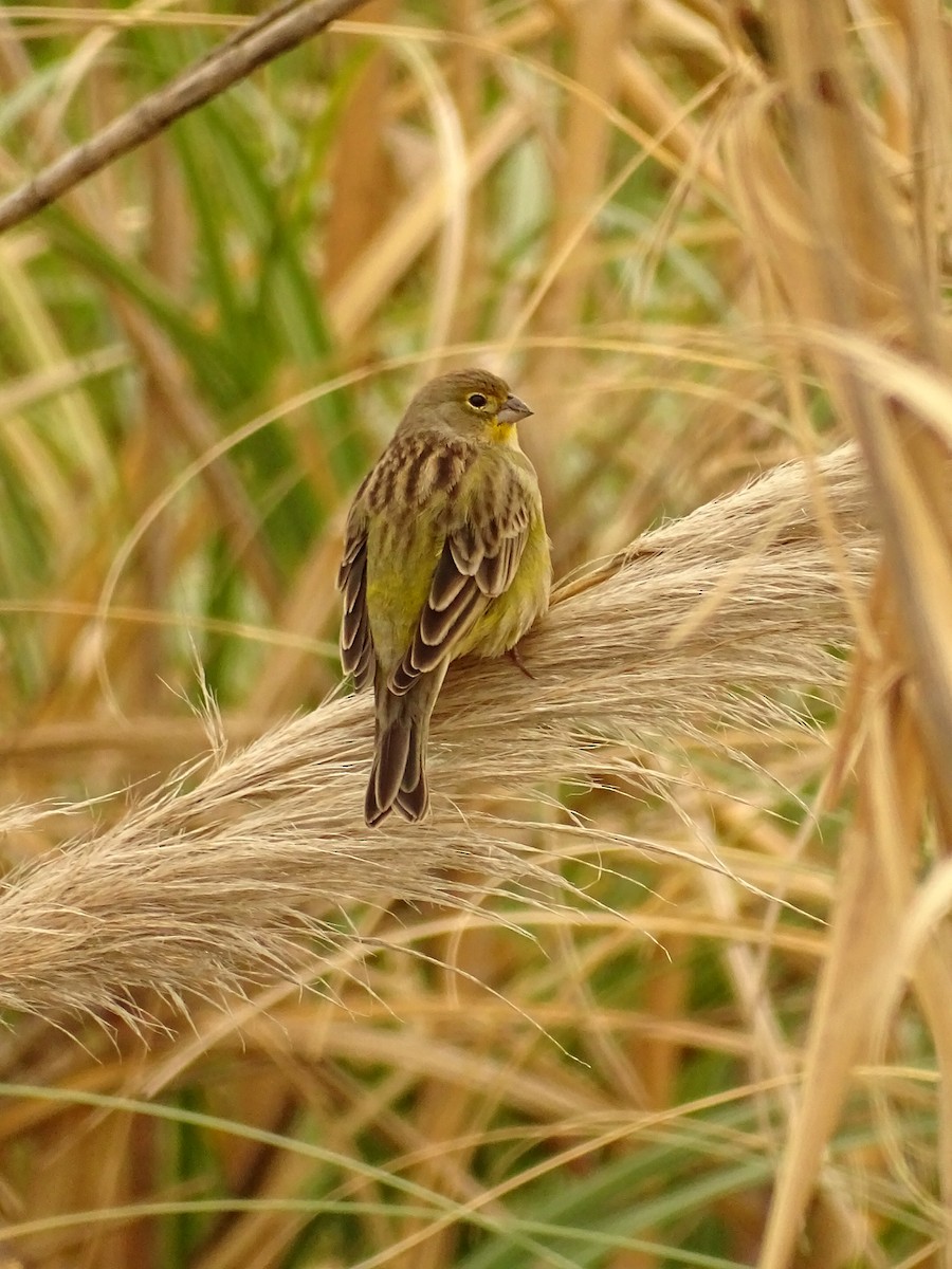 Grassland Yellow-Finch - Natalia Soledad  Herrada