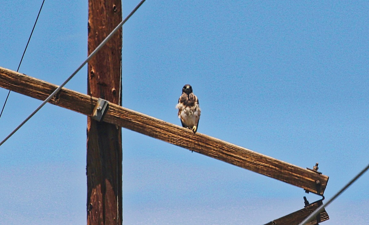 Swainson's Hawk - ML361799291