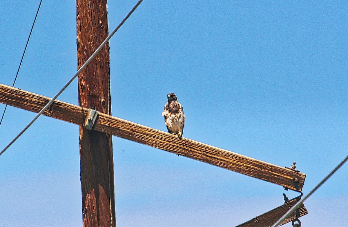 Swainson's Hawk - ML361799511