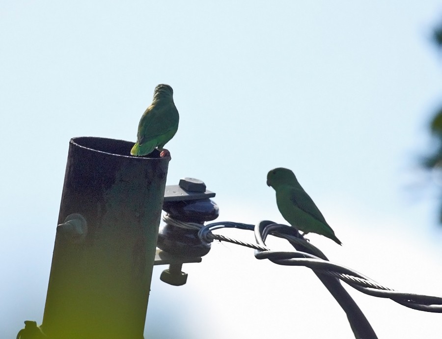 Green-rumped Parrotlet - ML36179961