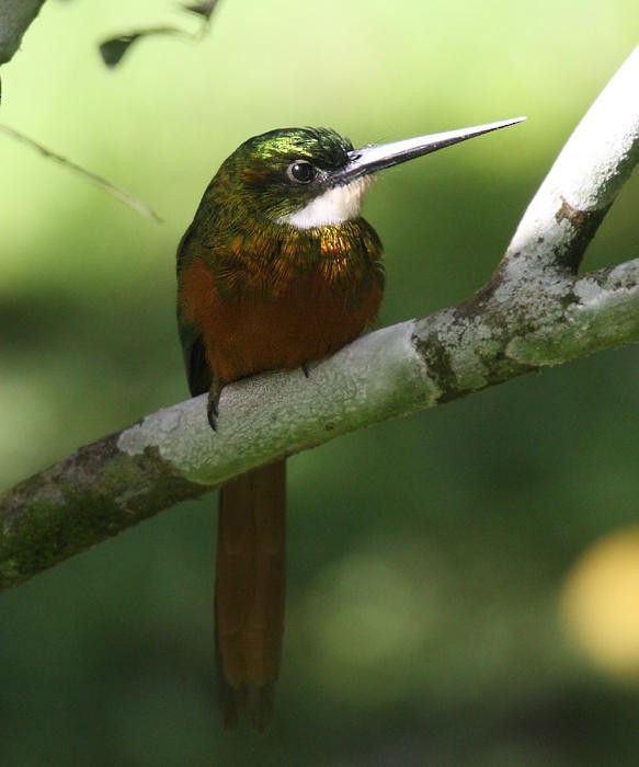 Jacamar à queue rousse - ML36179981