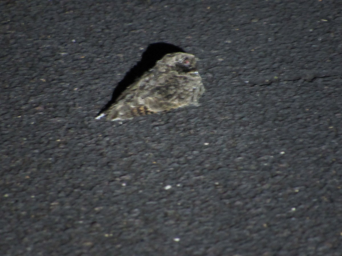 Common Poorwill - ML361800291