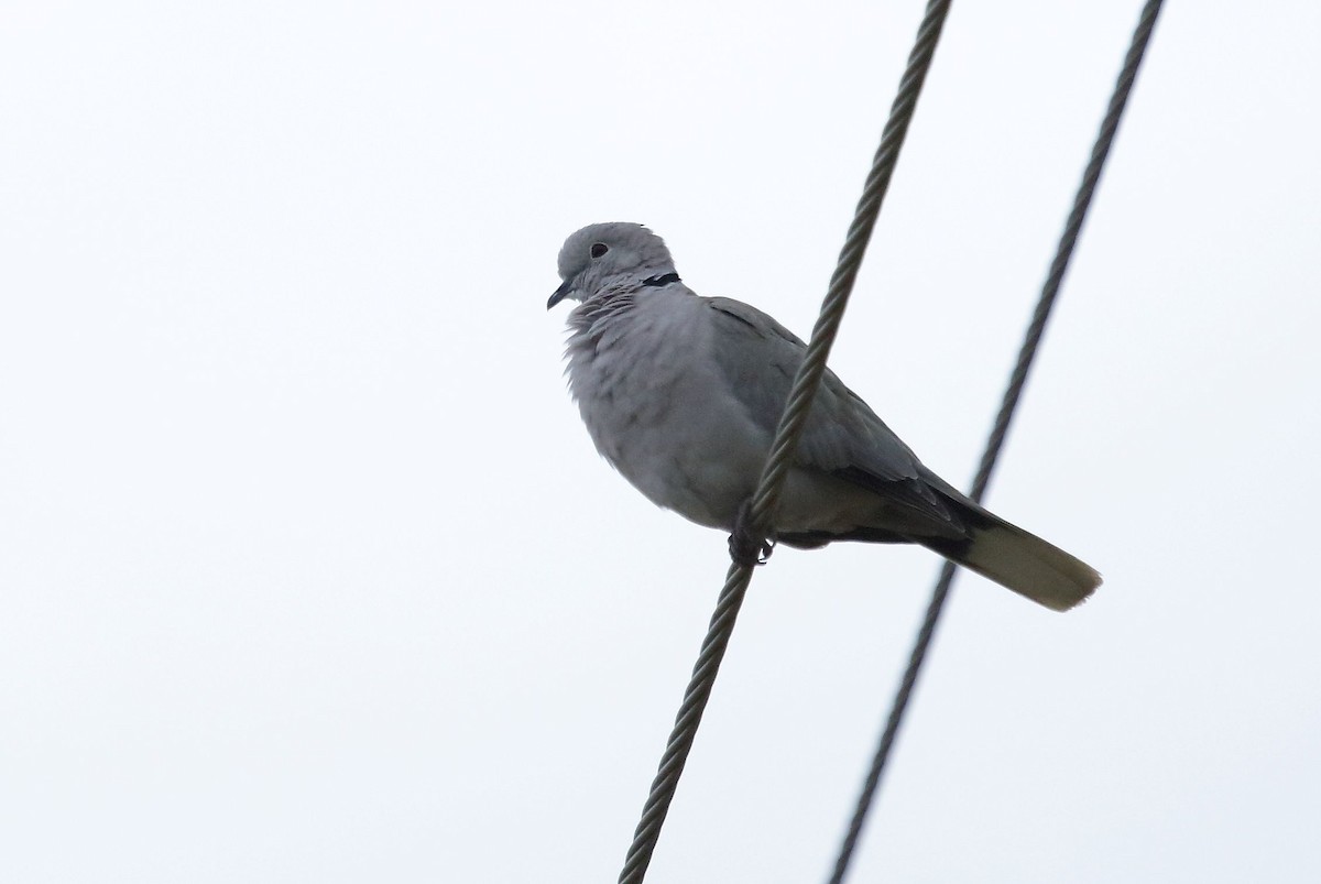 Eurasian Collared-Dove - ML36180051