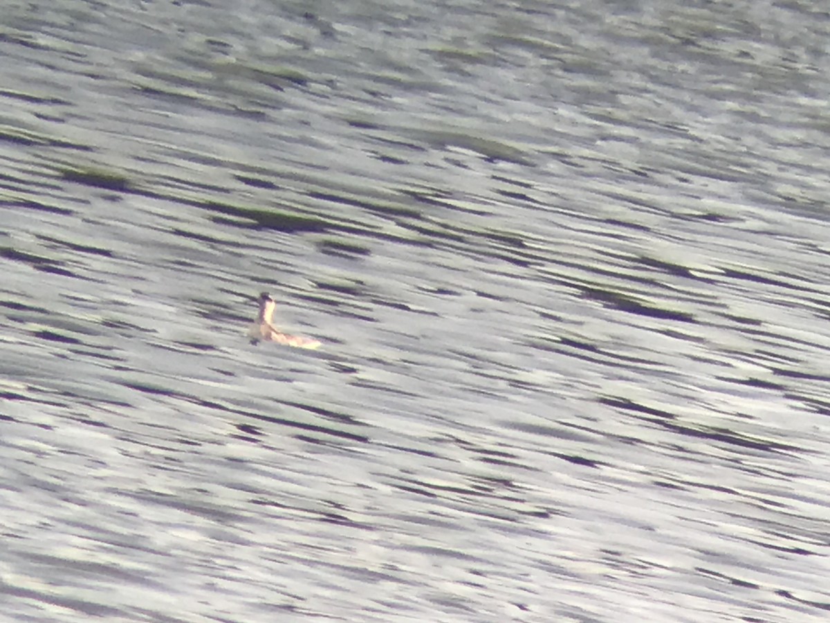 Red-necked Phalarope - ML361800551