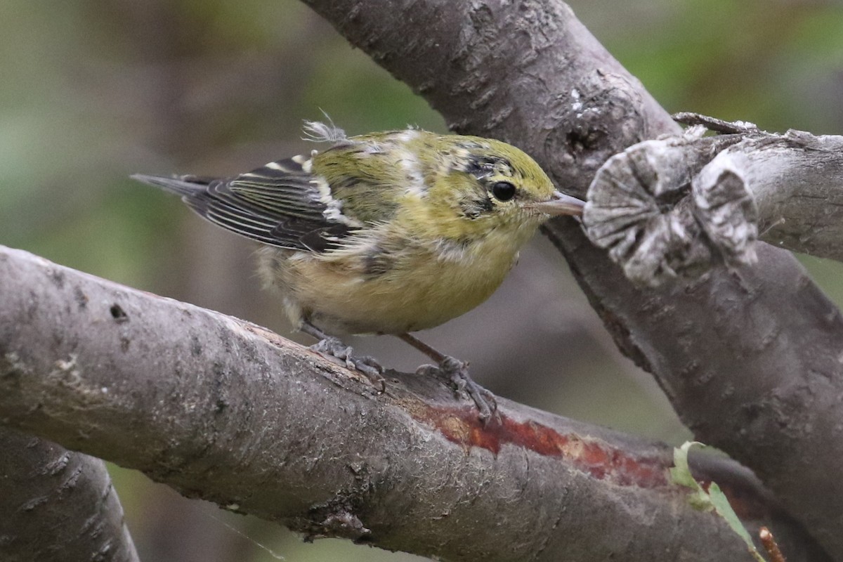 Bay-breasted Warbler - ML361800631