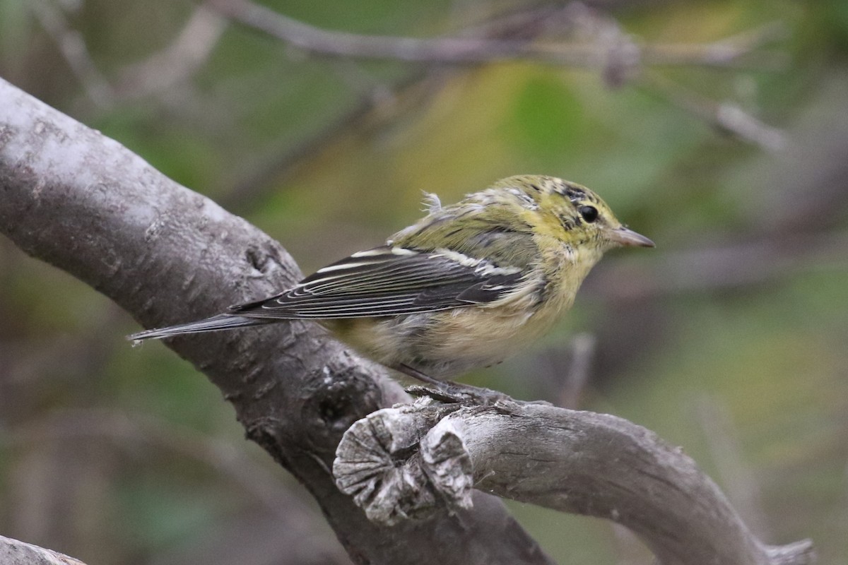Bay-breasted Warbler - ML361800641