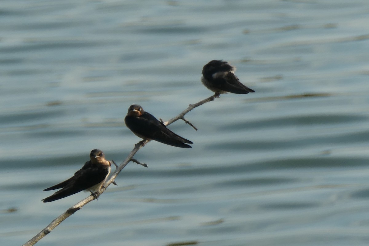 Barn Swallow - ML361800651