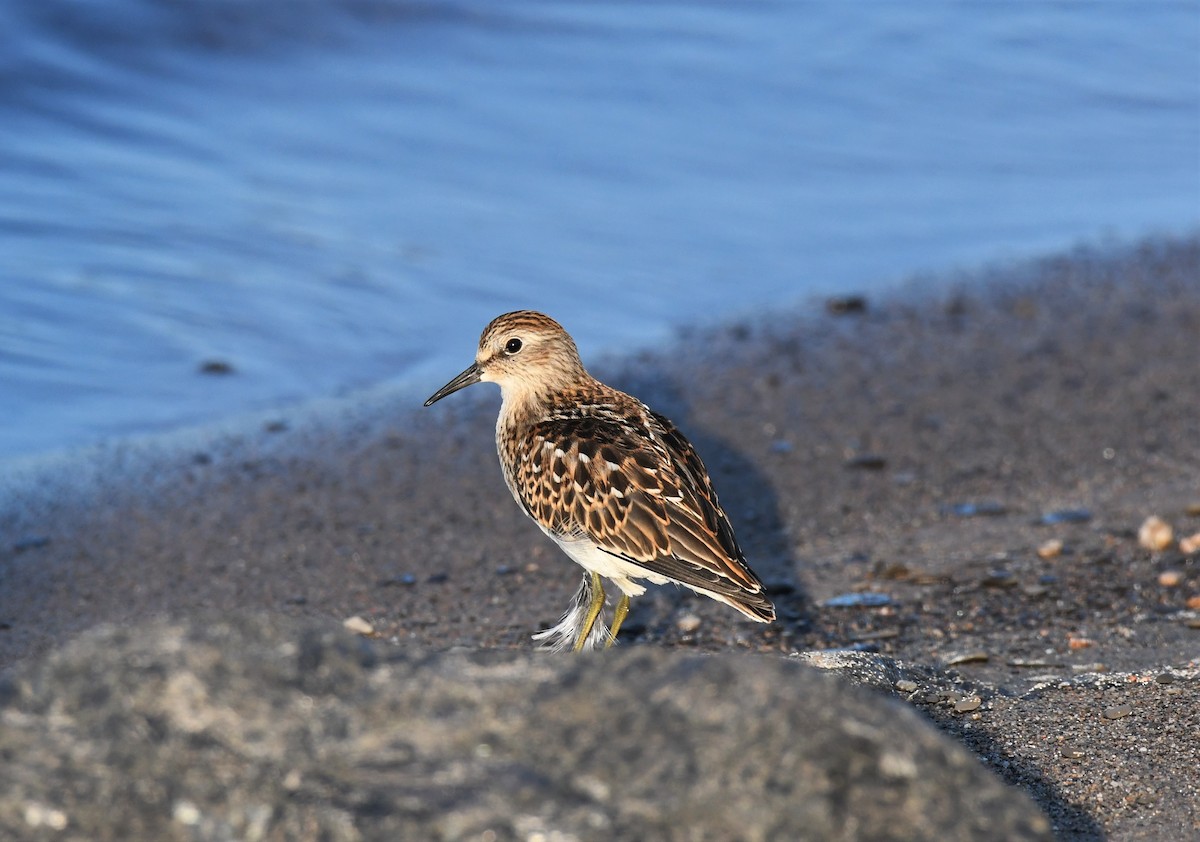 Least Sandpiper - ML361801581