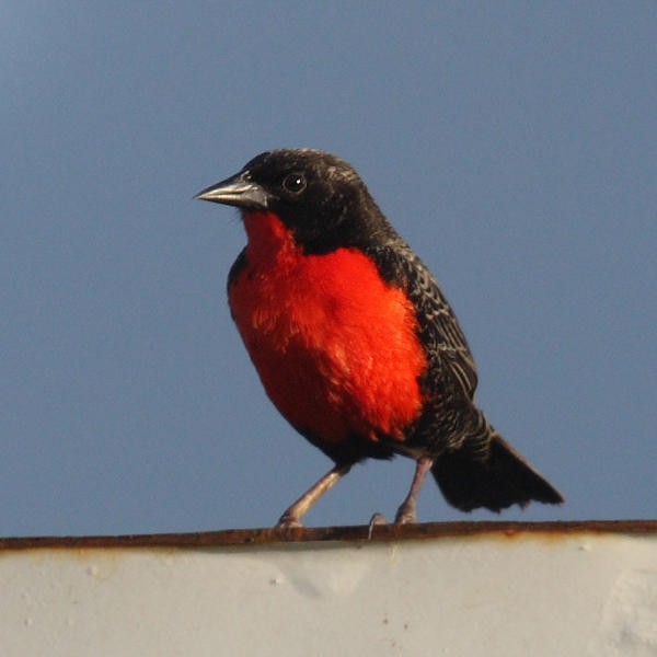 Red-breasted Meadowlark - ML36180161