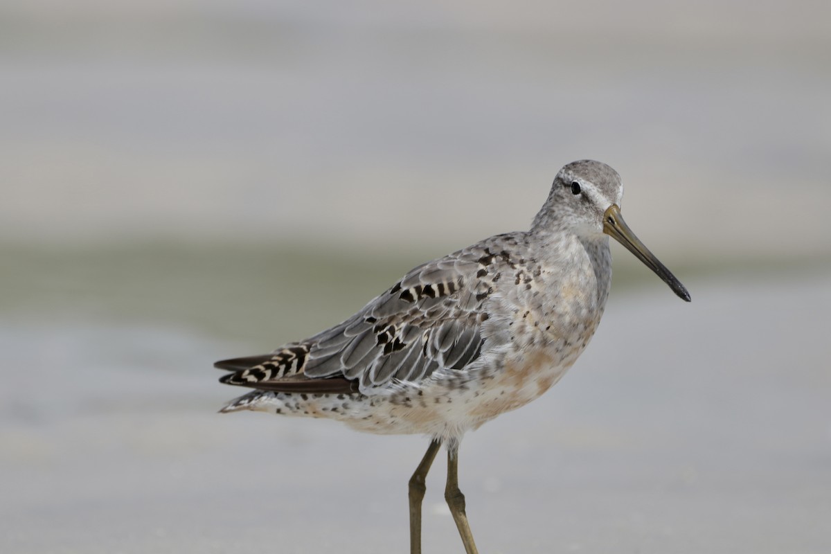 Short-billed Dowitcher - Cullen Brown