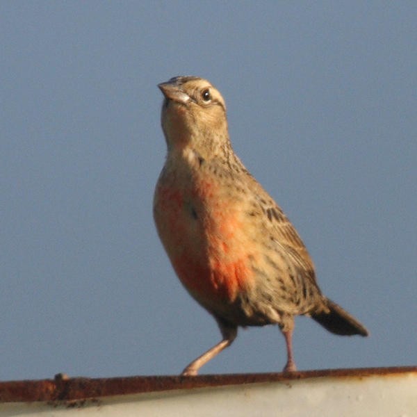 Red-breasted Meadowlark - ML36180171