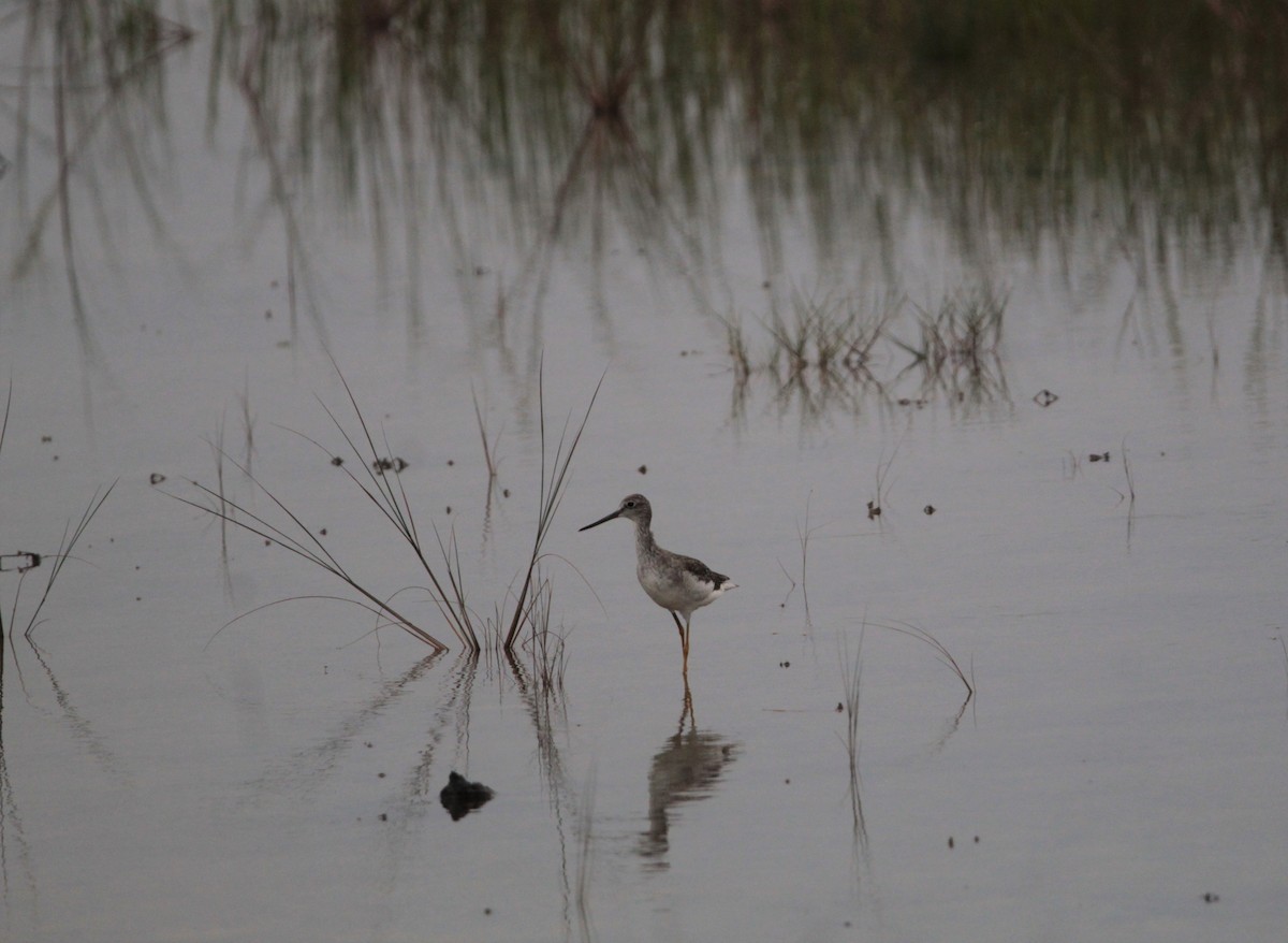 Greater Yellowlegs - ML361802121