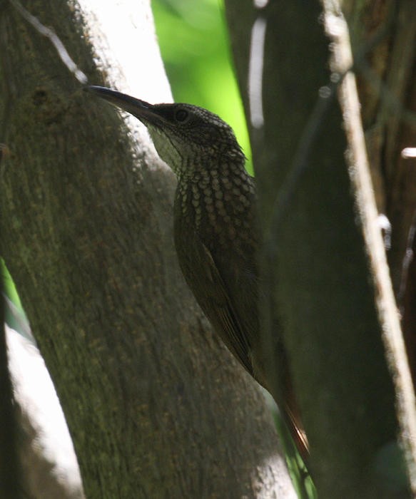 Cocoa Woodcreeper - ML36180231