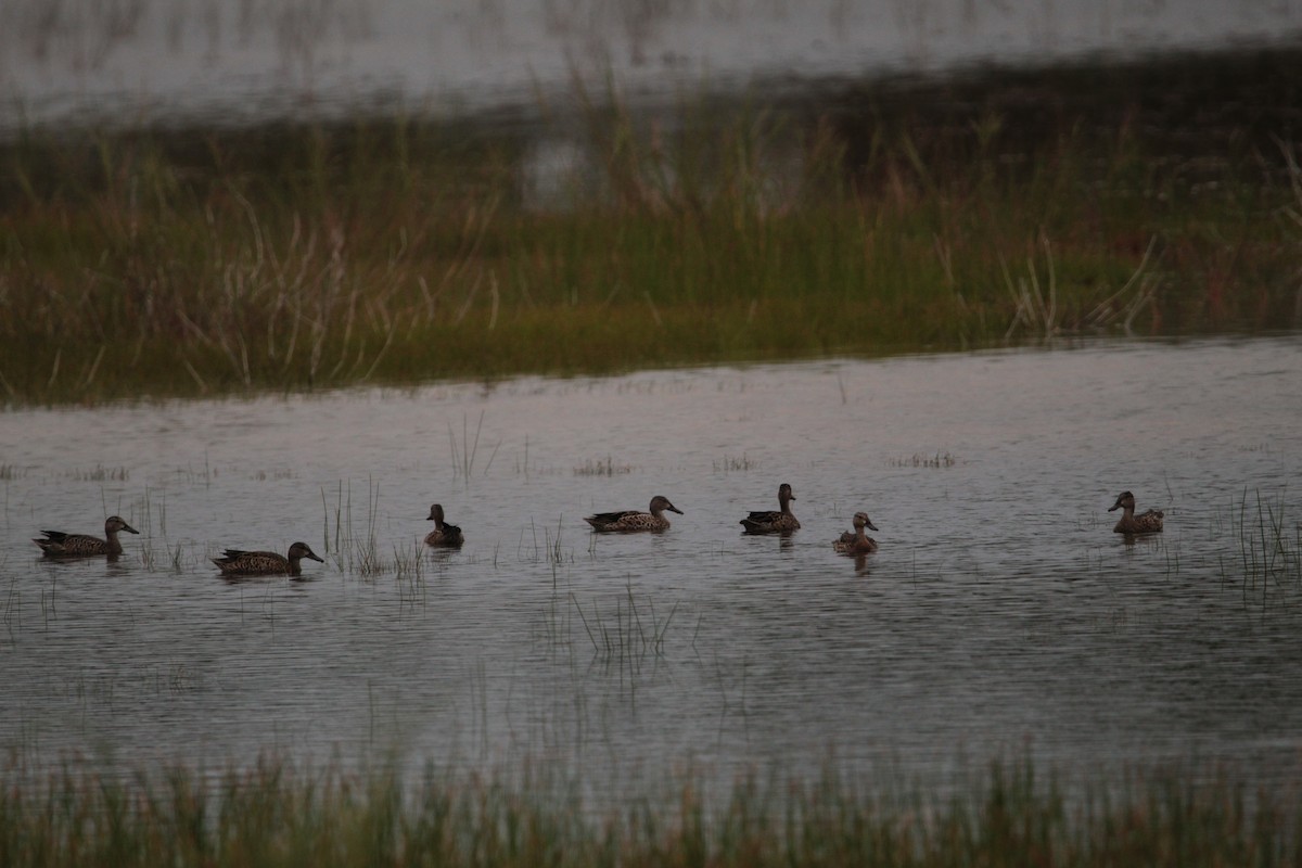 Blue-winged Teal - ML361802541