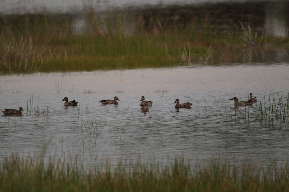 Blue-winged Teal - Juli deGrummond