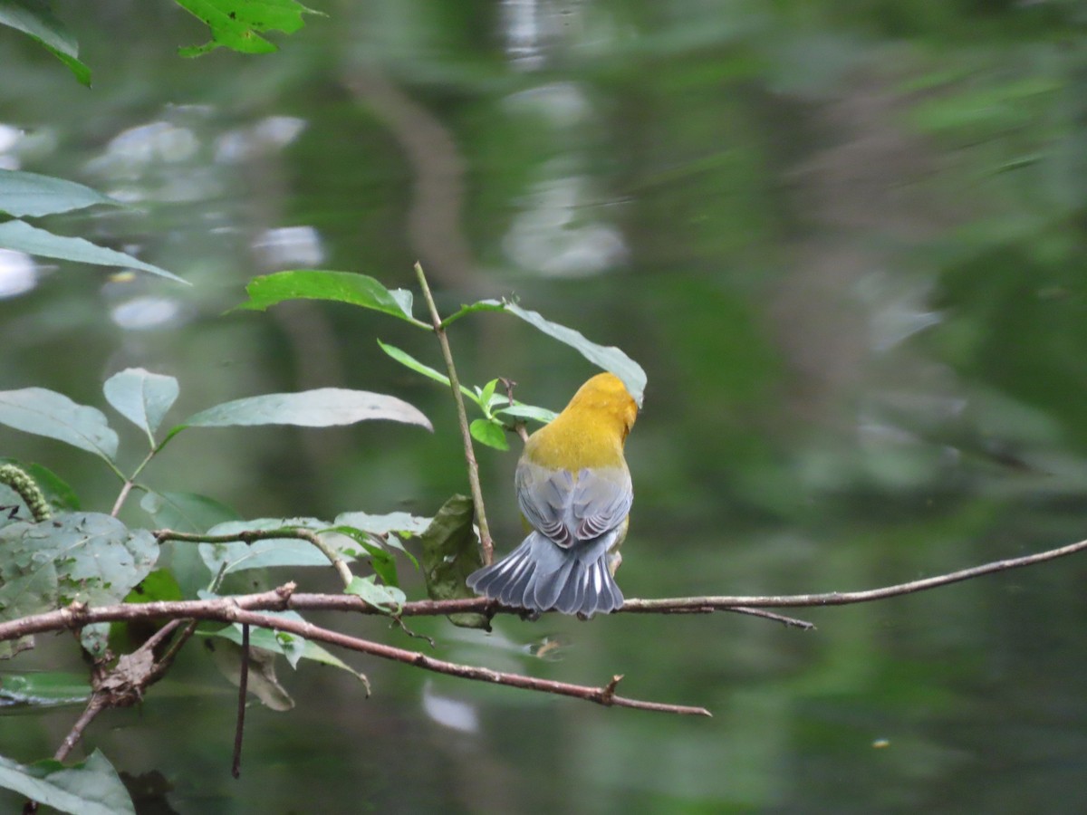 Prothonotary Warbler - ML361803601