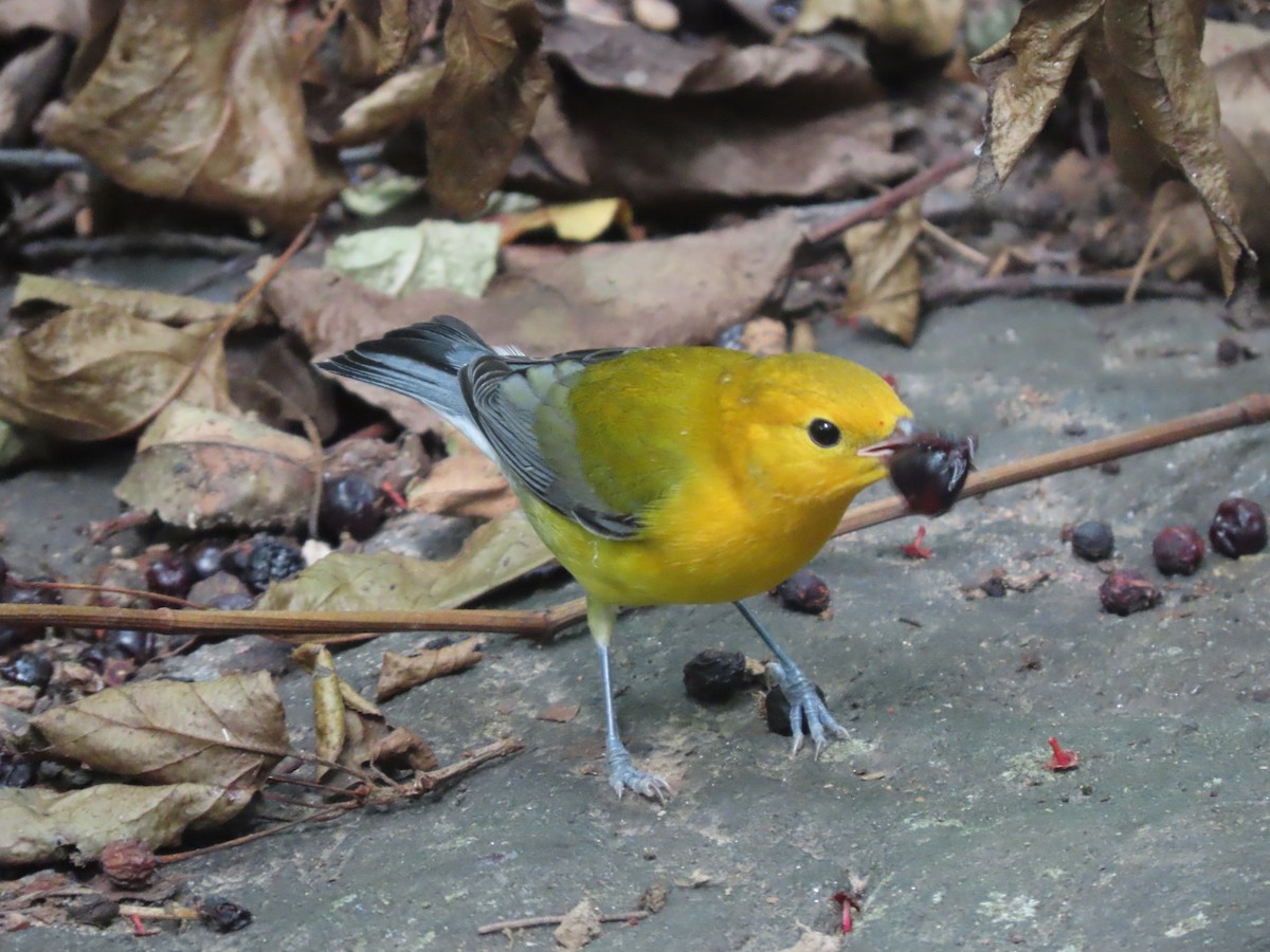 Prothonotary Warbler - ML361803611