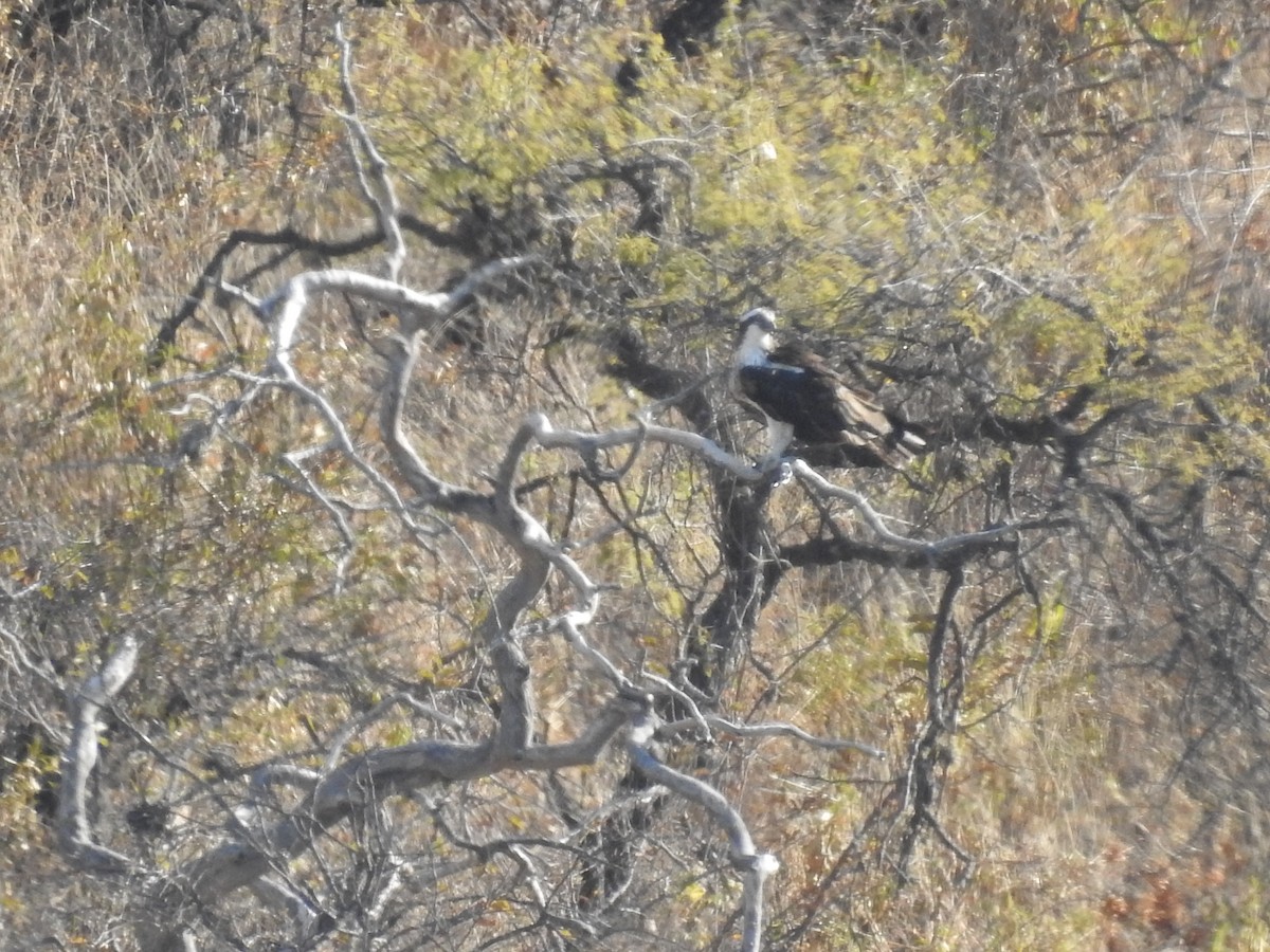 Osprey - dario wendeler