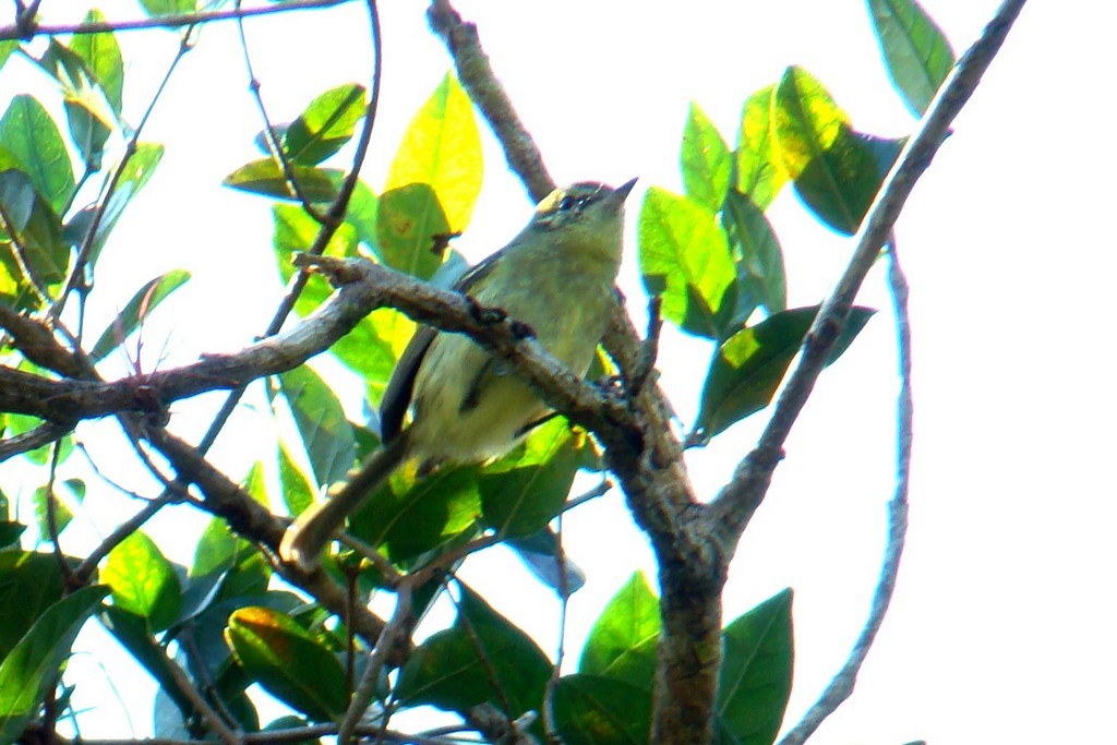 Restinga Tyrannulet - Carlos Otávio Gussoni