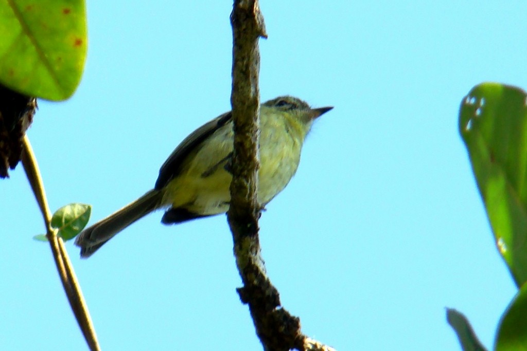 Restinga Tyrannulet - ML361803821