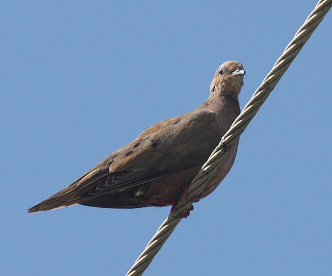 Eared Dove - ML36180401