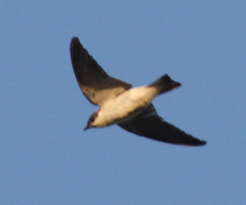 Golondrina Aliblanca - ML36180411