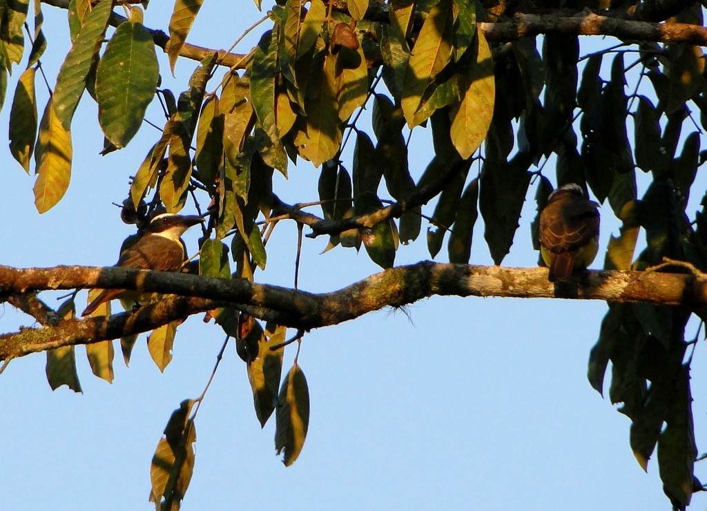 Boat-billed Flycatcher - ML361804491