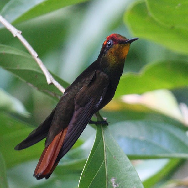 kolibřík červenohlavý - ML36180541