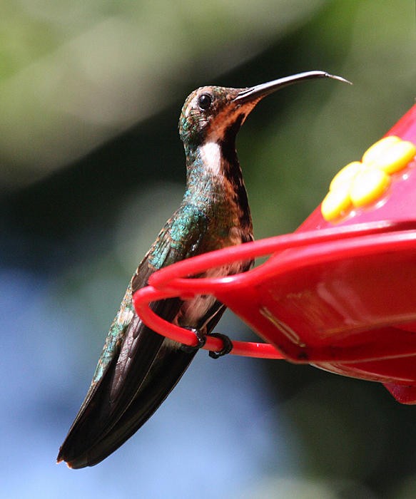 Black-throated Mango - ML36180581