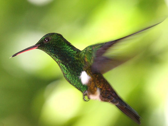 kolibřík měděnořitý - ML36180621