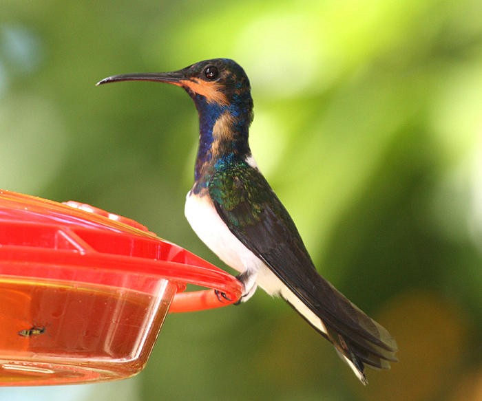 Colibrí Nuquiblanco - ML36180641