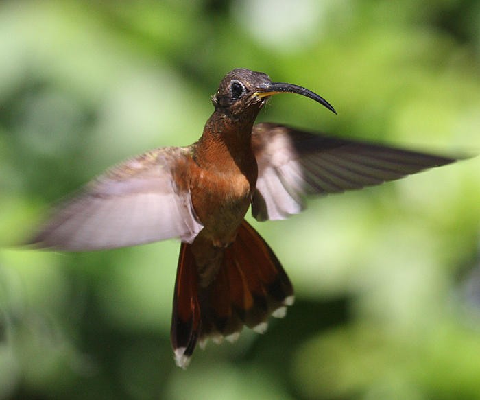kolibřík ryšavoocasý - ML36180651
