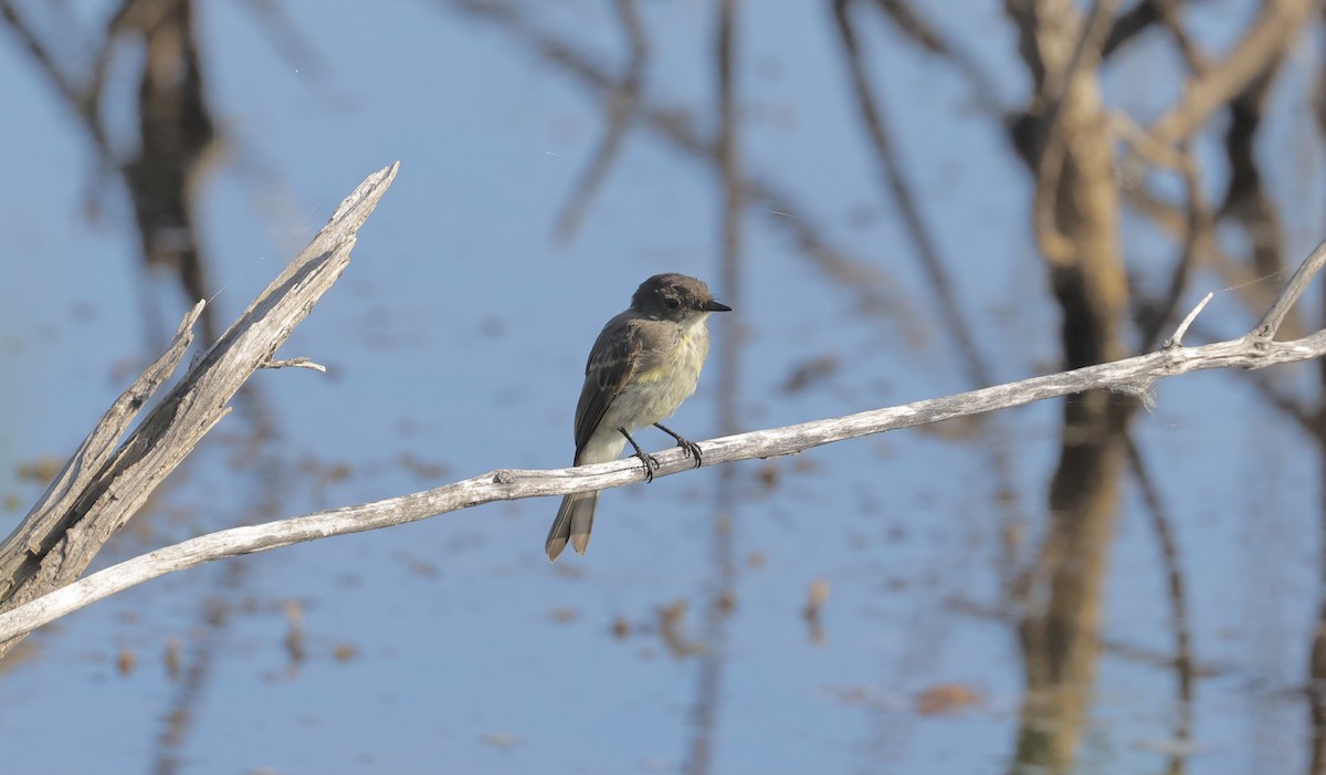 Eastern Wood-Pewee - ML361806561